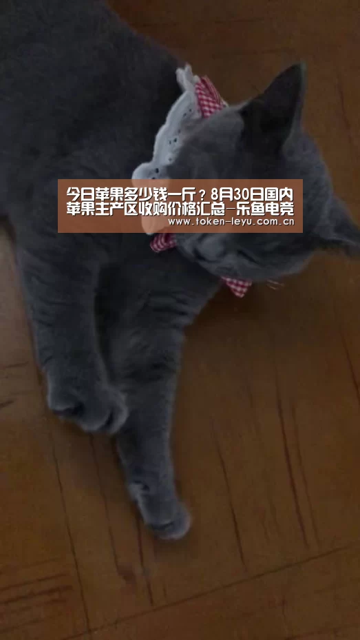 今日苹果多少钱一斤？8月30日国内苹果主产区收购价格汇总-乐